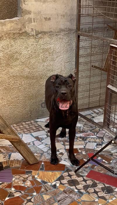 نتايه كين كورسو -cane corso
