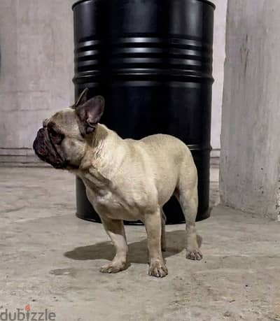 Female French bulldog 1.5 y