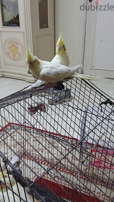 القاهره مدينة نصر