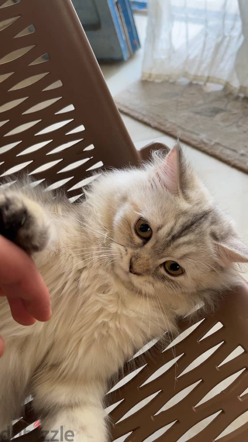 Adoption 1