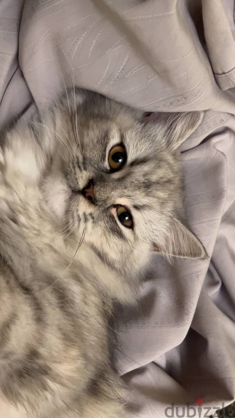 Adoption 2