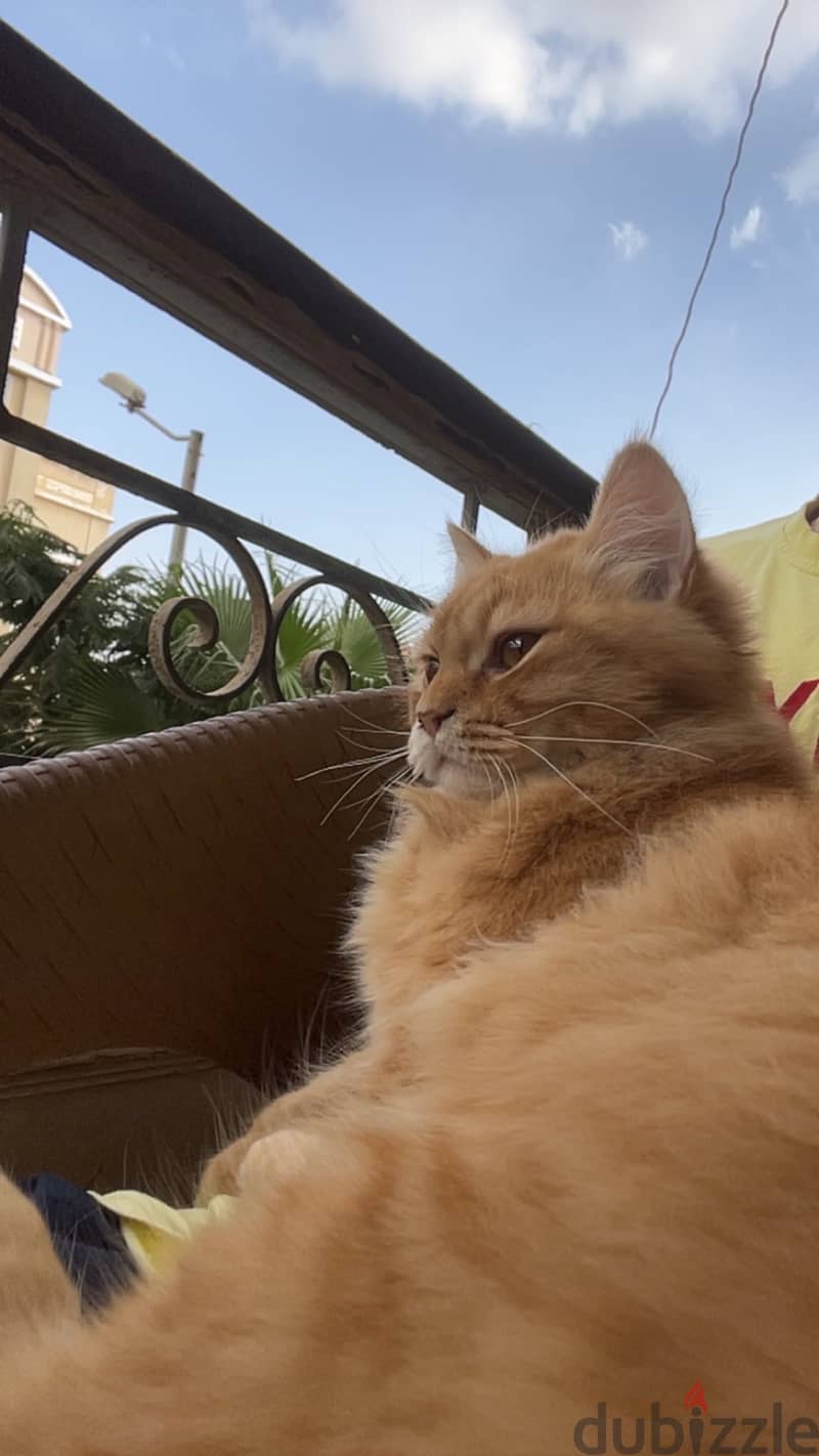 Adoption 3