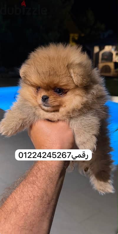 Pomeranian tea cup بومارنيان