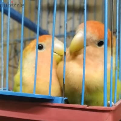 روز اوبلاين