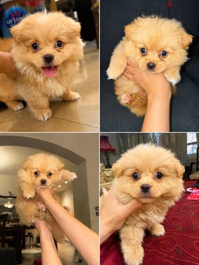 Pomeranian puppy, cream color