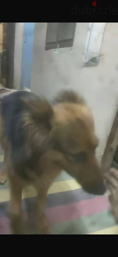كلبة جيرمين داخلة ع حيضة