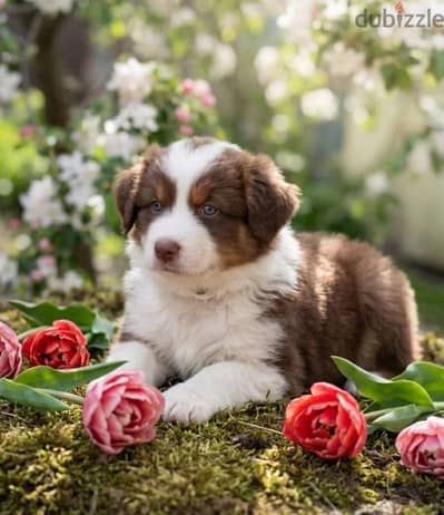 Australian shepherd puppies boys from Russia