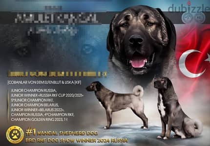 Kangal puppies from Russia