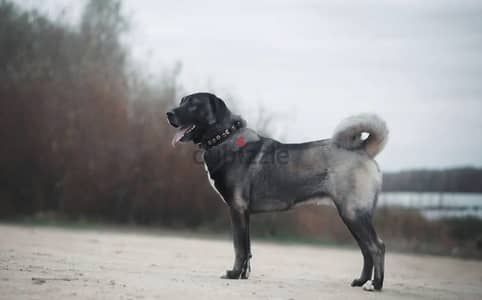 Kangal puppies from Russia