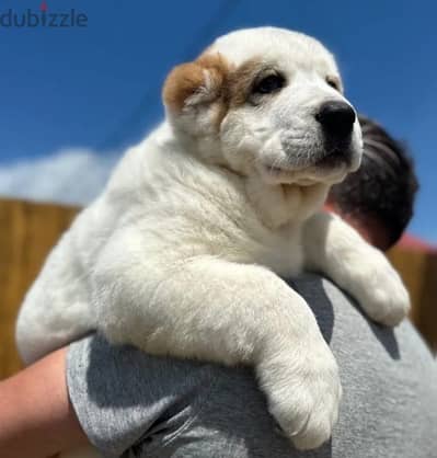 Central Asian shepherd Alabai puppy male from Russia