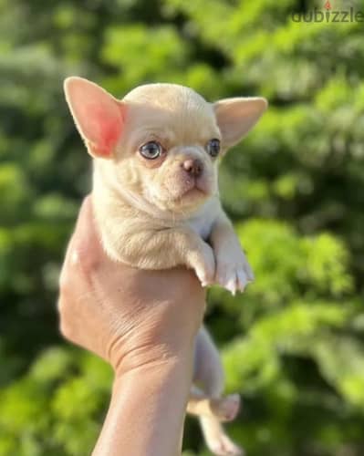 Chihuahua puppy male from Russia