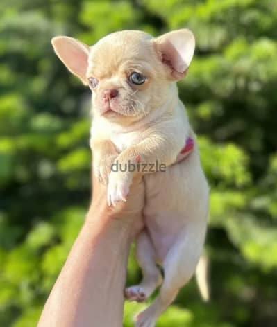 Chihuahua puppy male from Russia