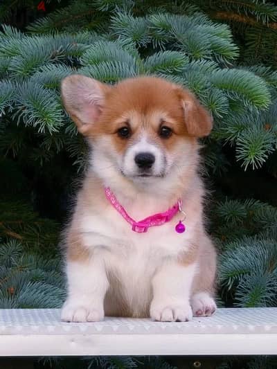 Welsh corgi puppies females from Russia