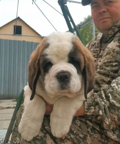 Saint Bernard puppy boy from Russia