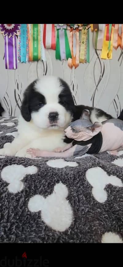 Saint Bernard puppy boys from Russia