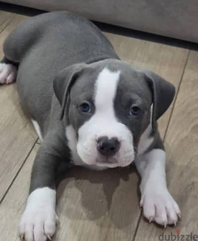 American staffforshire terrier puppy boy from Russia