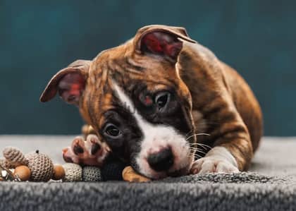 American staffordshire terrier puppy female from Russia
