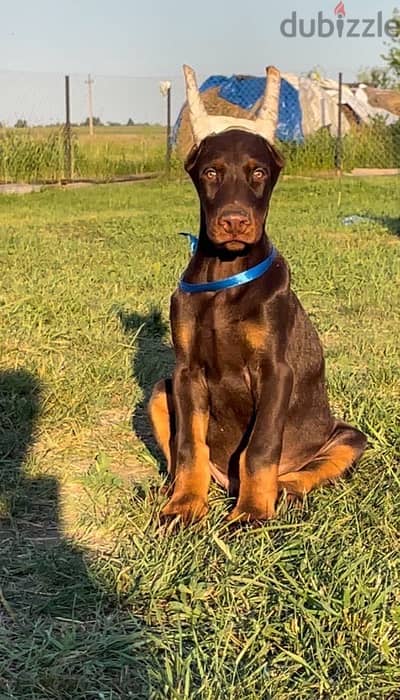 Doberman puppy boy from Russia