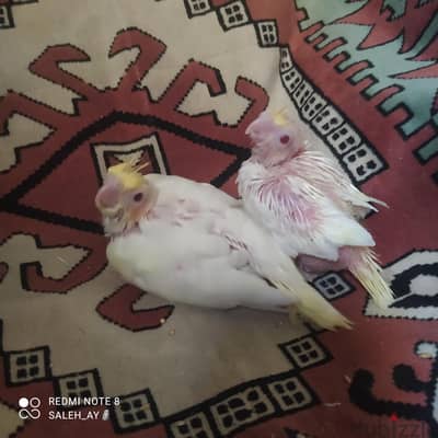 عصافير كوكتيل للتأكيل اليدوي