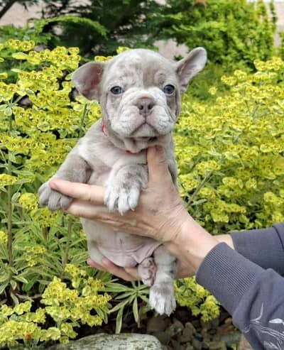 French bulldog puppy boy from Russia