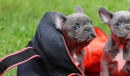 French bulldog puppy male from Russia