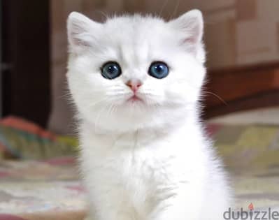 British shorthair kitten female from Russia