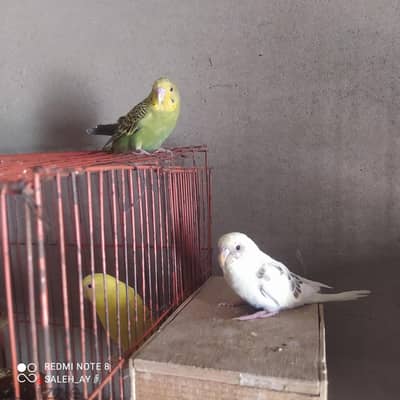عصافير استرالي