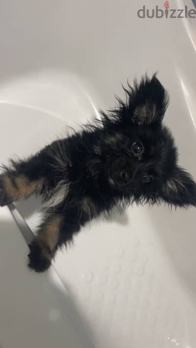 Long haired chihuahua