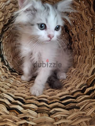 Persian male kitten