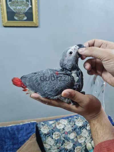 فروخ زنجباري تفريخ مصري