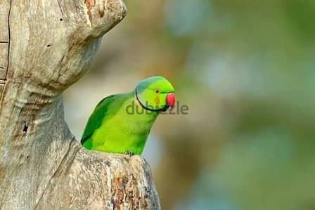 دره هندي