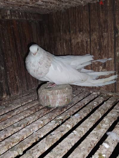 دكرين