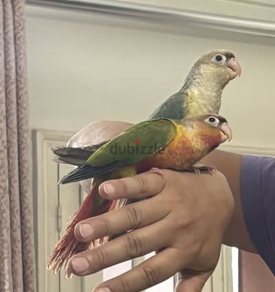 زغلولين باينبول كونيور