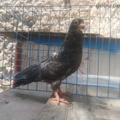 زغلولين سود  وهزاز