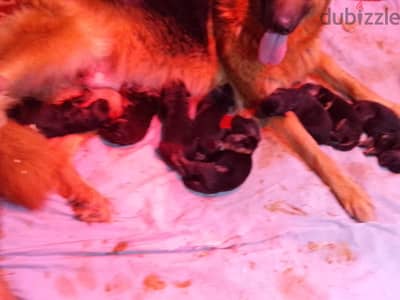 للبيع او للبدل نتايه جيرمن. فريحه يوجد فديوهات تحضين