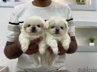 pikignes puppies