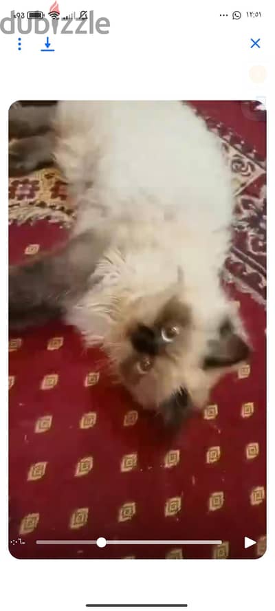 قط هيمالايا شوكلت هاف بيكي