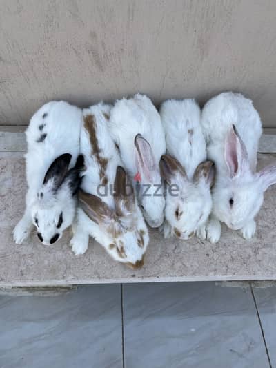ارنب بابيون هجين دم علي