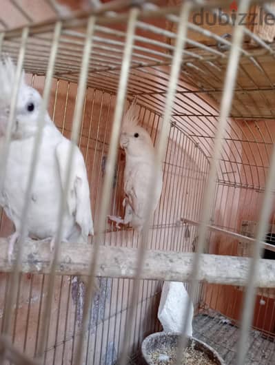 جوز كوكتيل البينو شغال