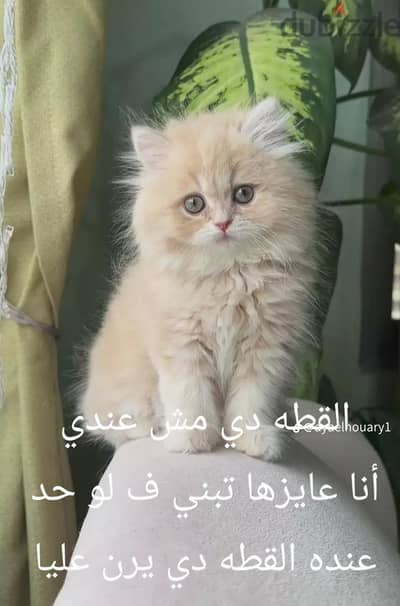 القطه دي مش عندي انا عايزها تبني لو حد عنده يرن