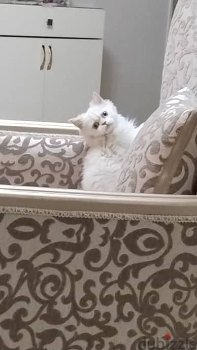 Pure Himalayan 5 months female