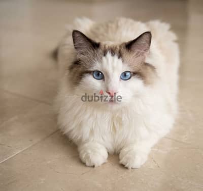 ragdoll seal bicolor male