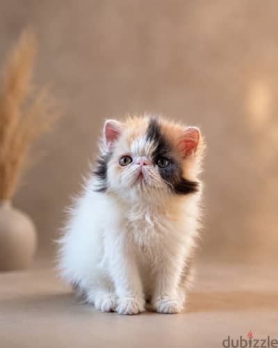 Calico. Van