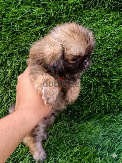 Pekingese puppy born 40 days old