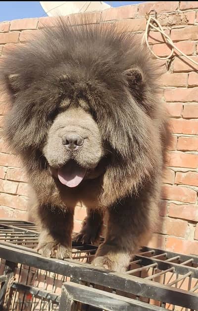 نتاية تشاو تشاو بلو chow chow