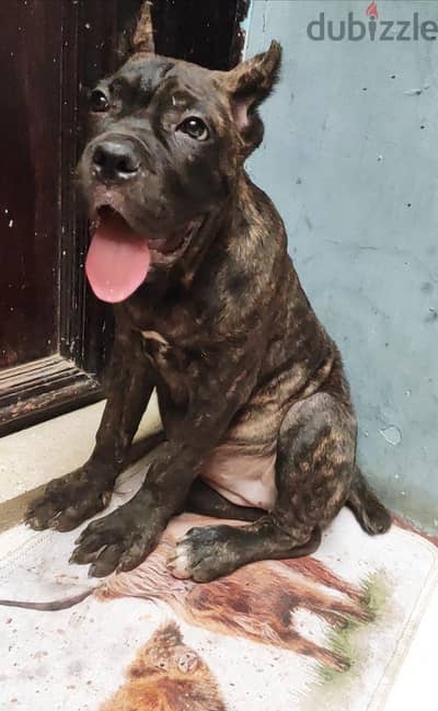 بنت كين كورسو cane corso