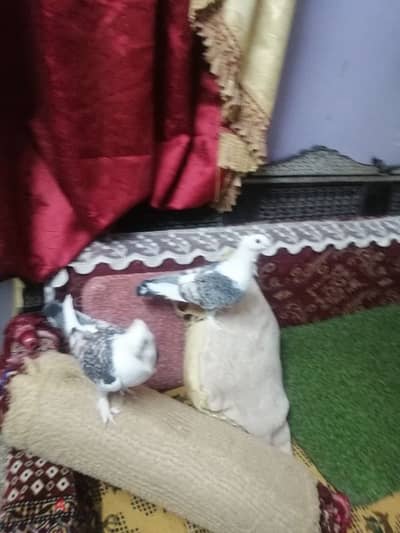 زغلولين كشك