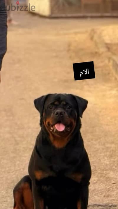 جروايه بنت عمرها 7٥ يوم