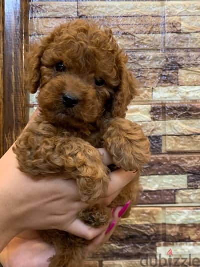 poodle