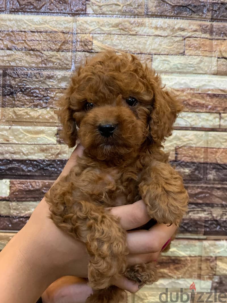 poodle 1
